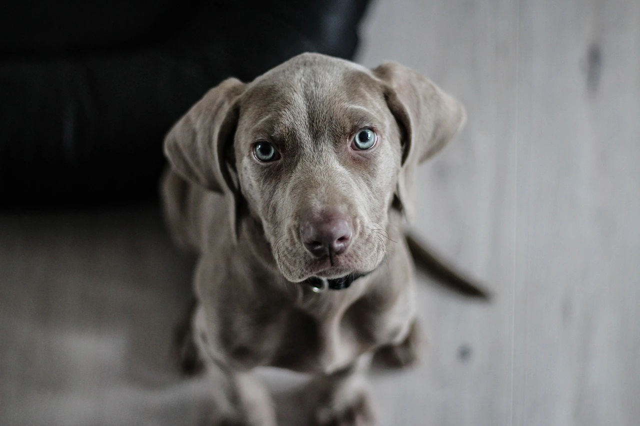 Köpek mamaları Salmonella riski nedeniyle geri çağrılıyor!