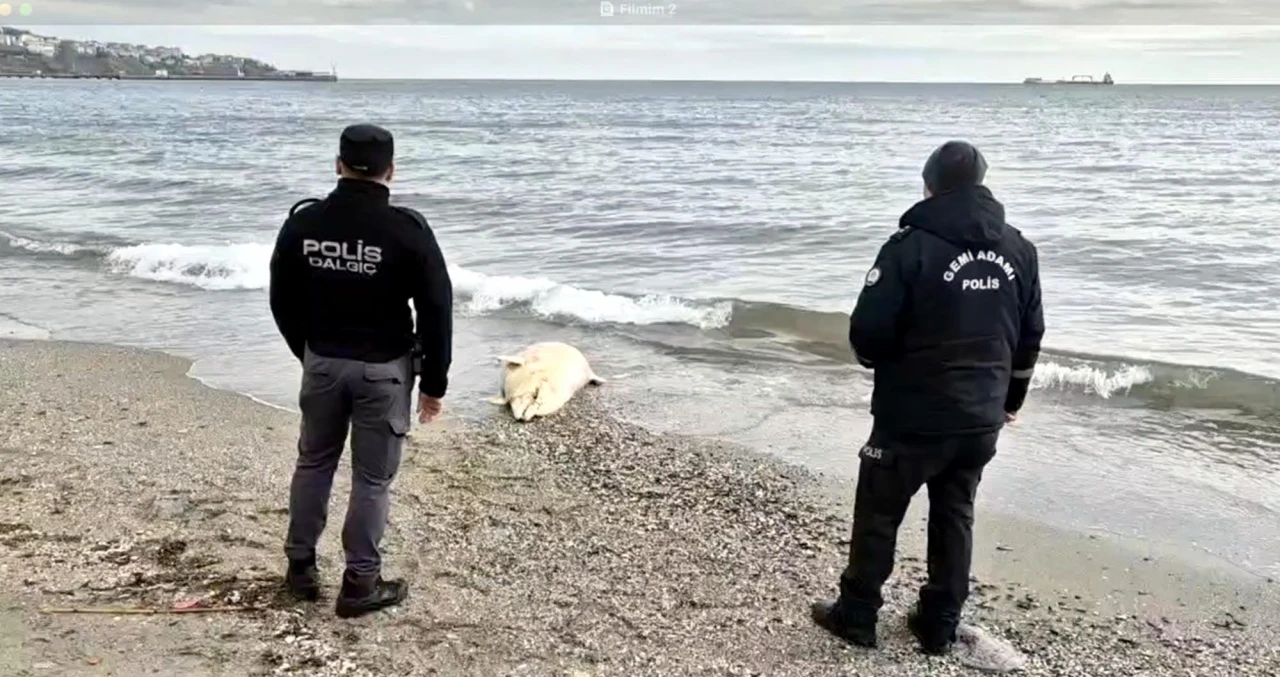 Tekirdağ Süleymanpaşa'da ölü yunus kıyıya vurdu!