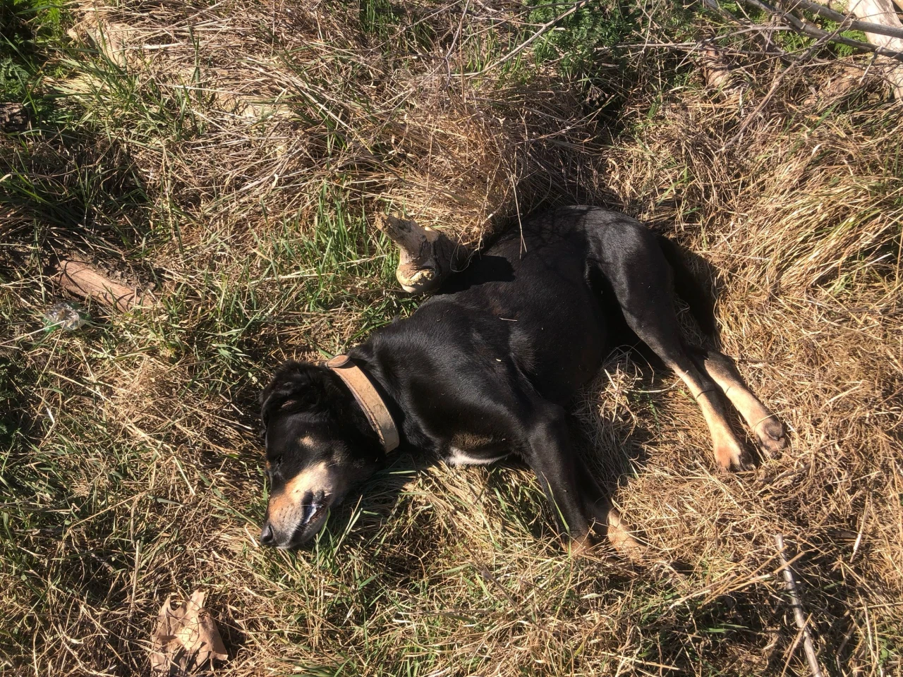 Kırklareli'nde köpek katliamı: En az 50 köpeği zehirleyip öldürdüler!