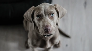 Köpek mamaları Salmonella riski nedeniyle geri çağrılıyor!