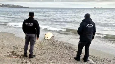 Tekirdağ Süleymanpaşa'da ölü yunus kıyıya vurdu!