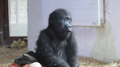 Zeytin kameraların karşısına çıktı