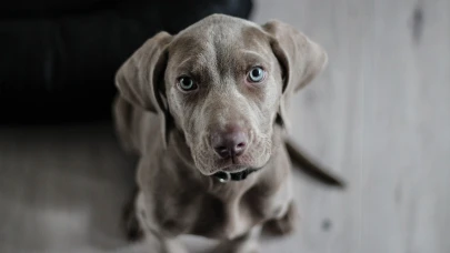 Köpek mamaları Salmonella riski nedeniyle geri çağrılıyor!