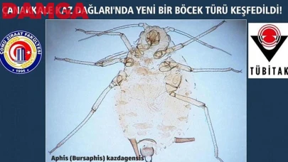 Kaz Dağları'nda yeni bir böcek türü keşfedildi