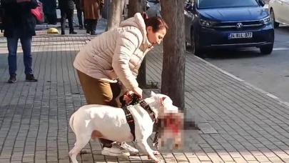 Köpeği kediyi öldürmüştü! Tutuklandı!